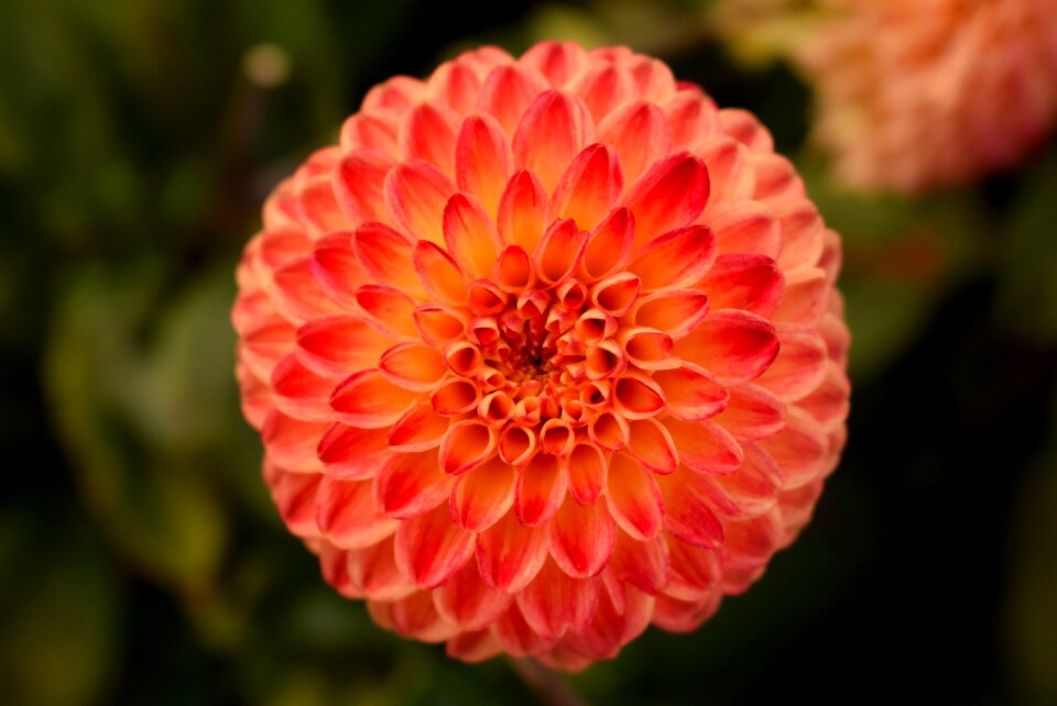 Flower red orange