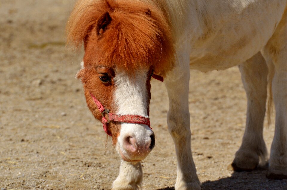 Animal funny nature
