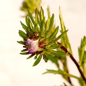 Aster flowers winter flower