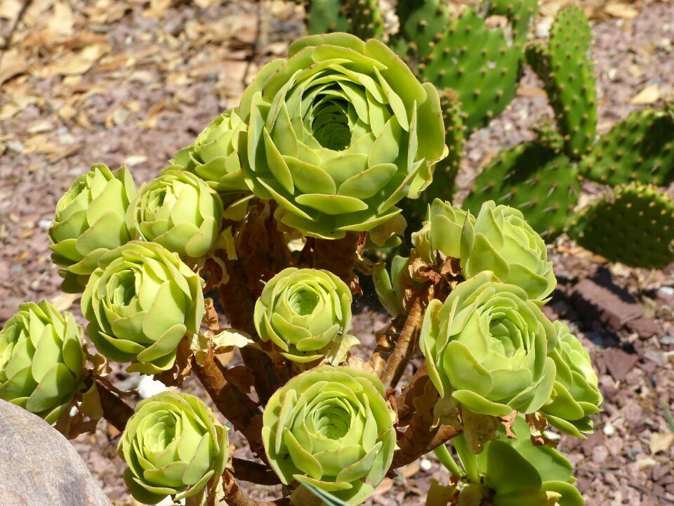 Crassulaceae summer flowers