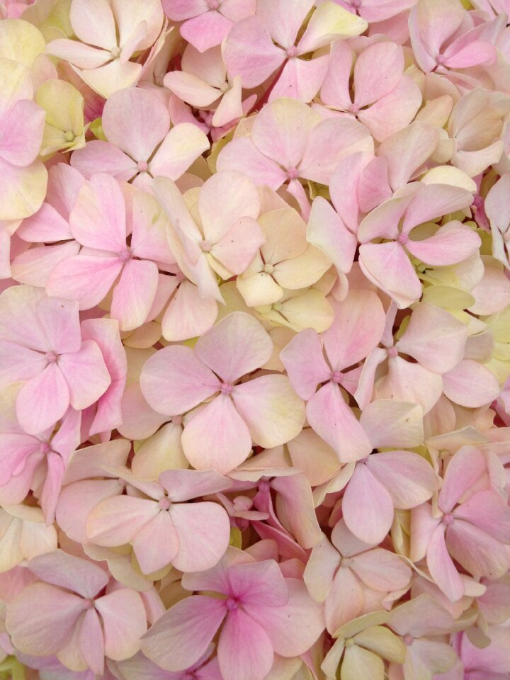 Hydrangea pink petals