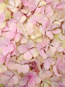 Hydrangea pink petals