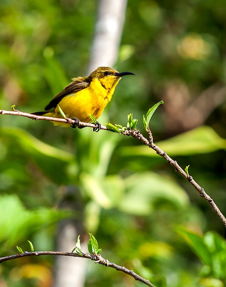 Tropical birds tropical queensland yellow bird