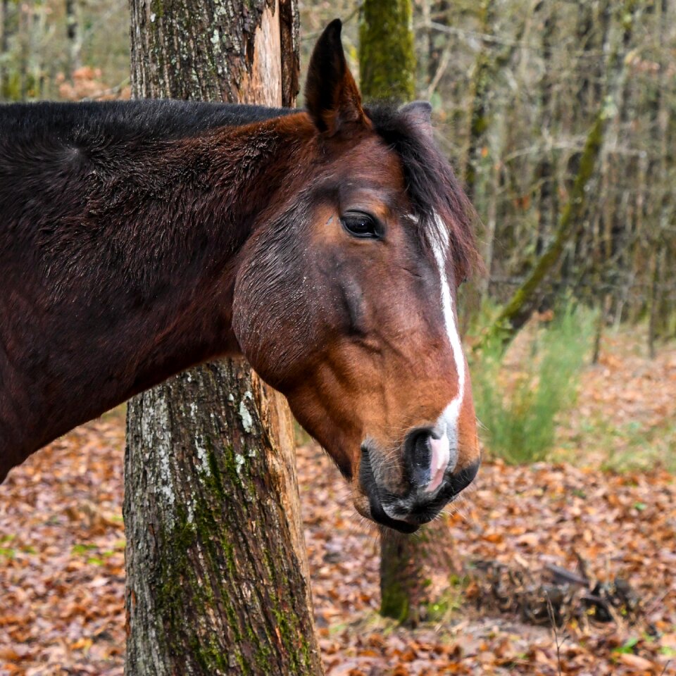 Animal nature trees