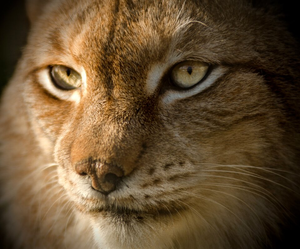 Close eyes endangered