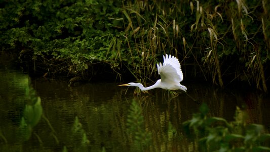 Trees and plants wild birds egret