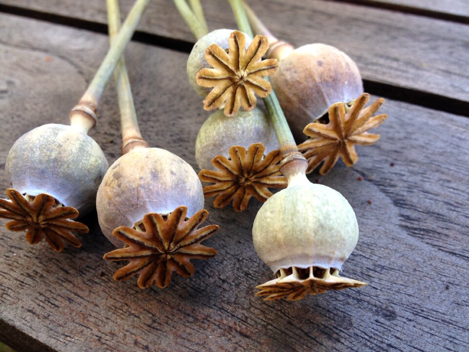 Dry fruit capsule boll