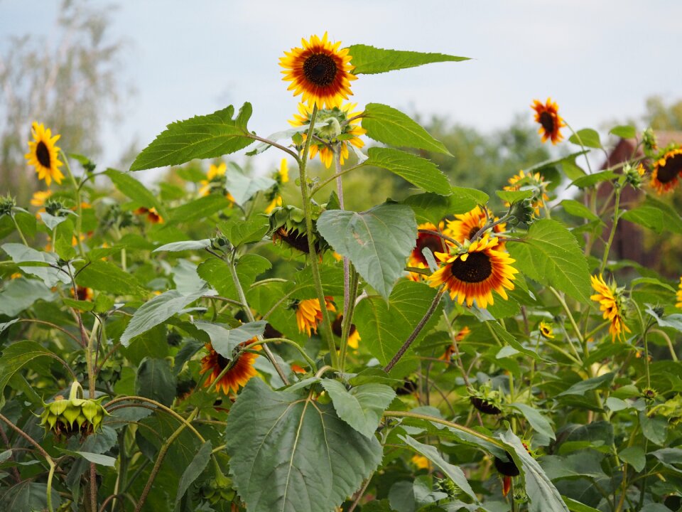 Summer blossom bloom