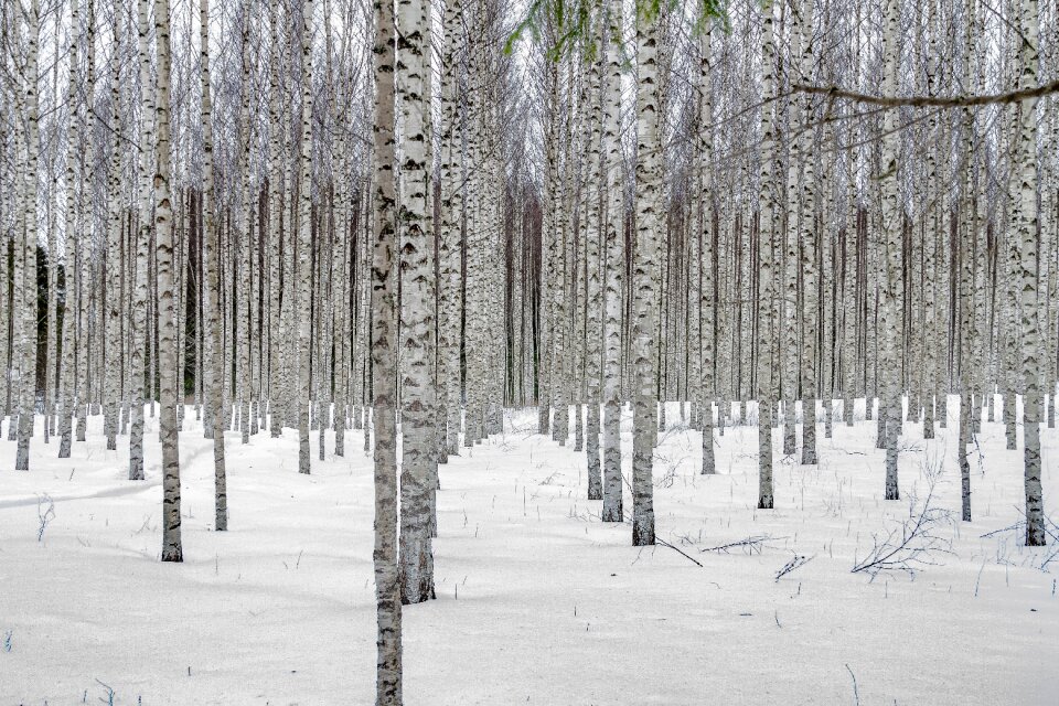 Landscape birch trees birch grove