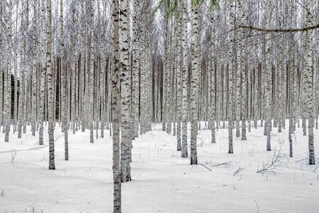 Landscape birch trees birch grove