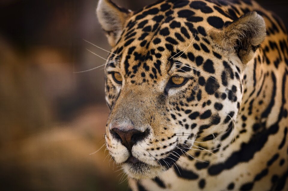 Jungle feline wildlife