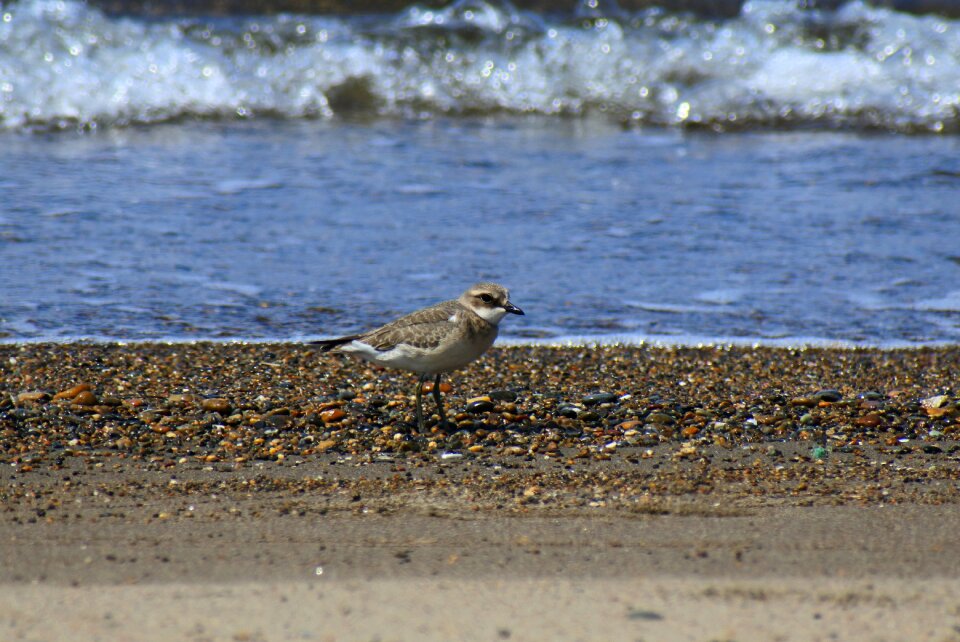 Wave little bird the list