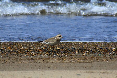 Wave little bird the list photo