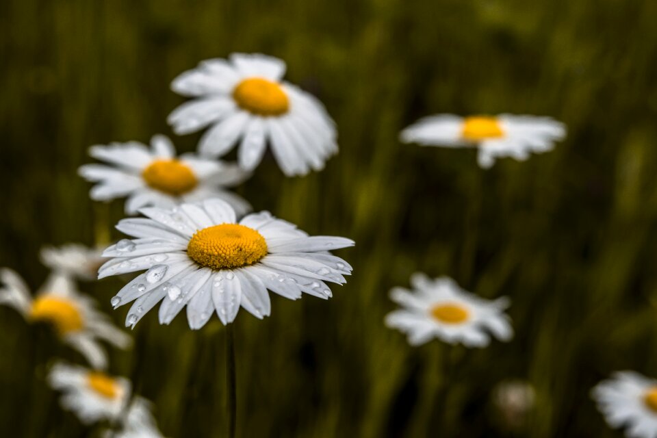Field hayfield daisies