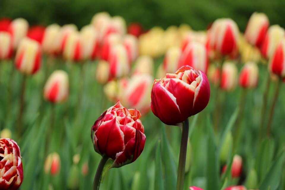 Flower garden plant