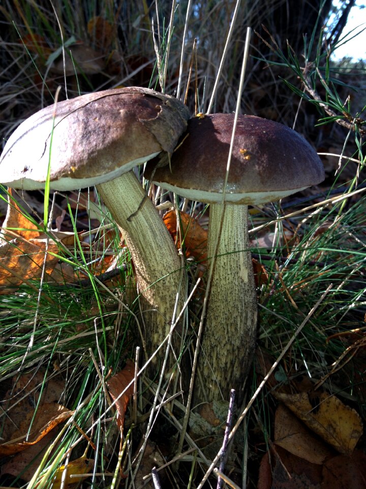 Forest cep porcini mushrooms