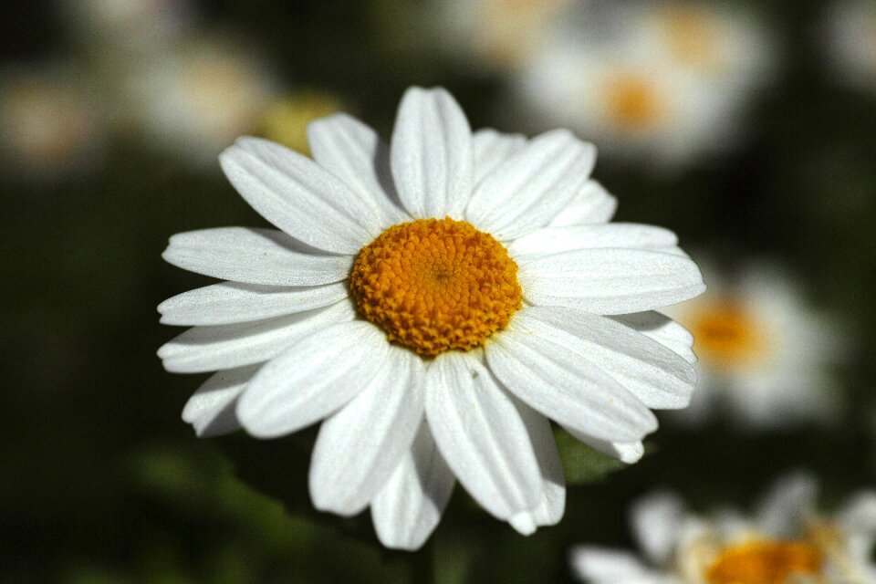 Nature flowers plant