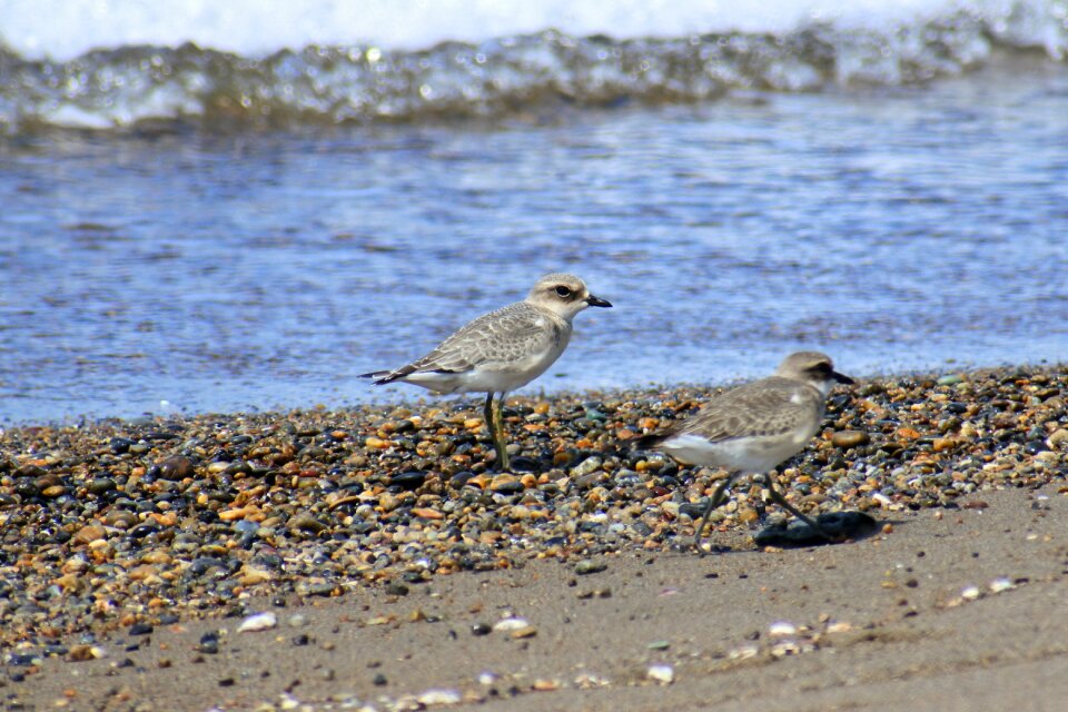 Wave little bird the list