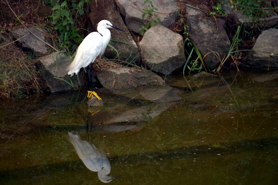 Yellow feet water bird aquatic