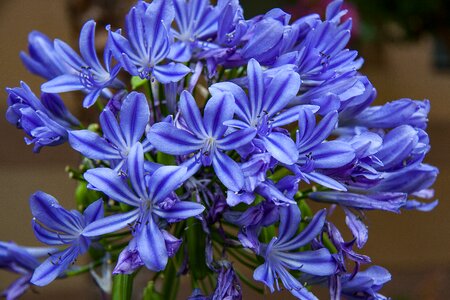Bloom nature blue