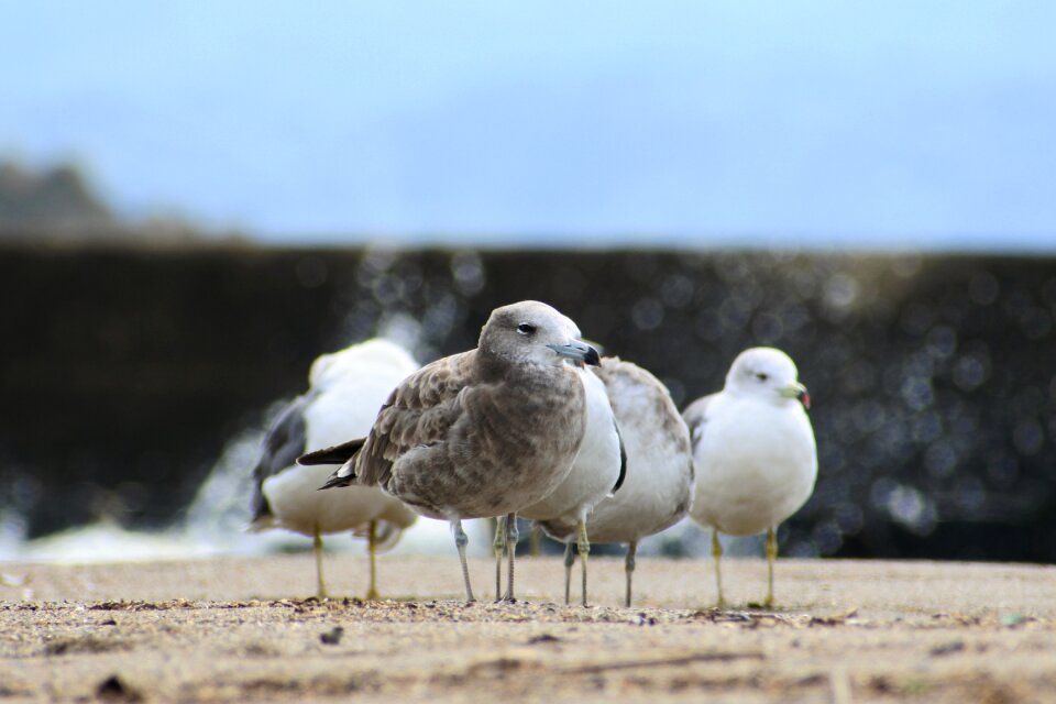 Wave the bokeh sea gull