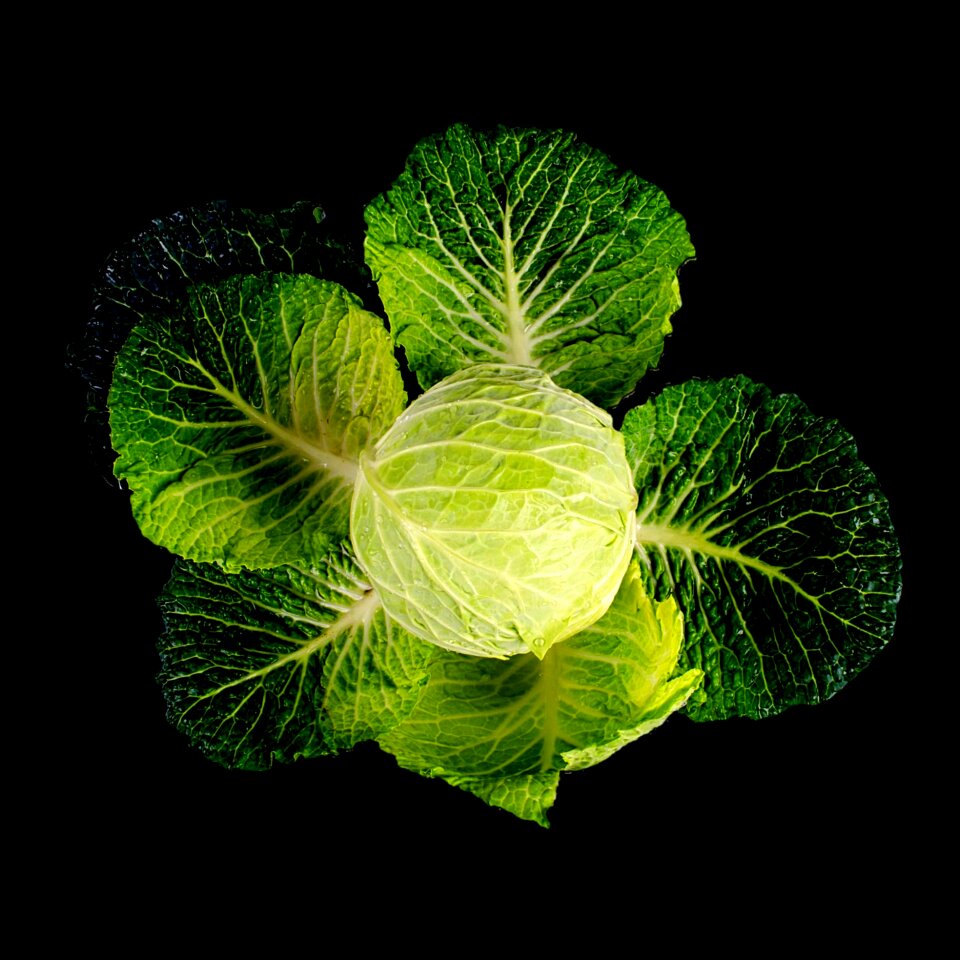 Plant isolated vegetarian