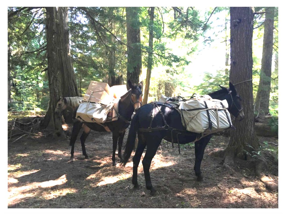 Mules loaded and ready to haul (40442356061)
