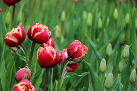 Plant flower garden