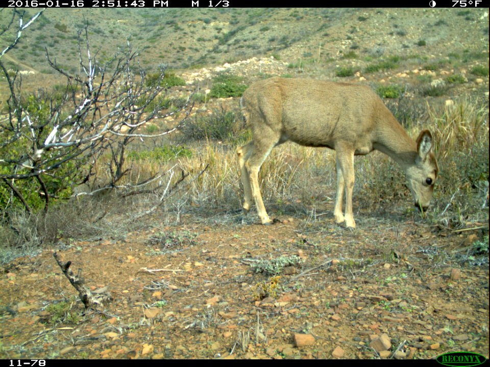 Mule Deer (Odocoileus hemionus) (24966574510)