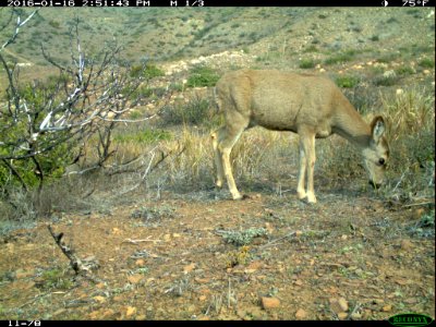 Mule Deer (Odocoileus hemionus) (24966574510)