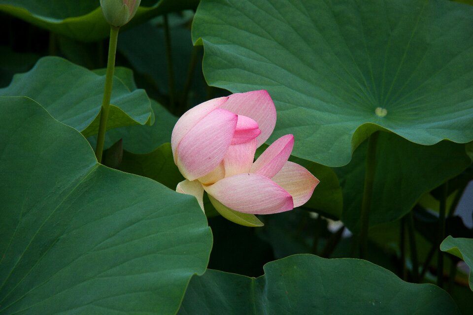 Plant aquatic plant pink