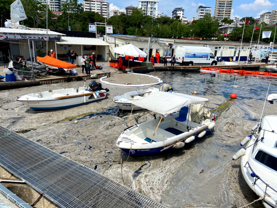 Mucilage in the Marmara (3)
