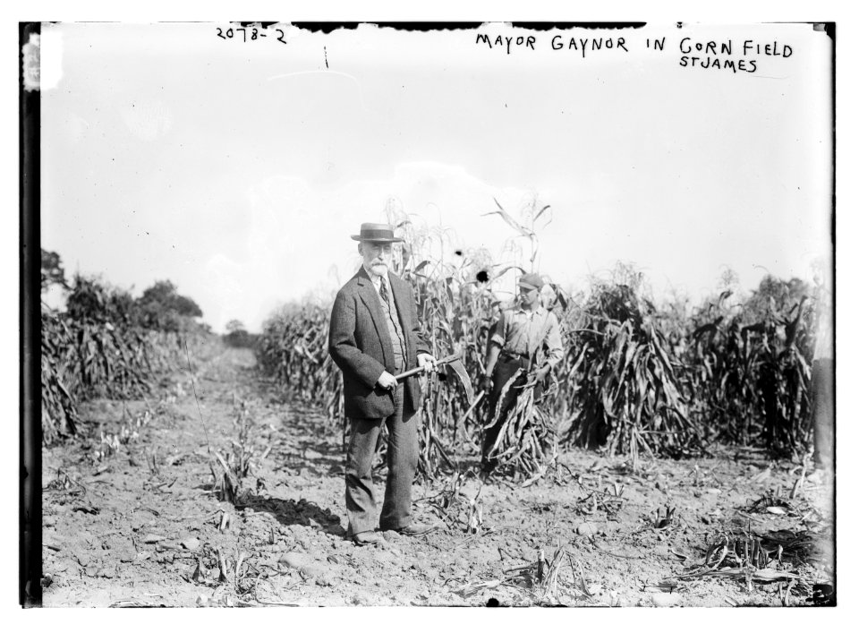 Mayor Gaynor in cornfield St. James LCCN2014688517