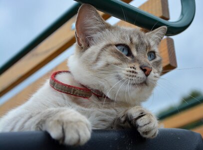 Animal feline eyes