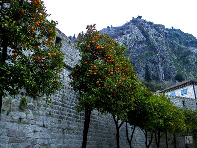 Mountain plant landscape