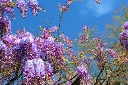 Nature tree lavender