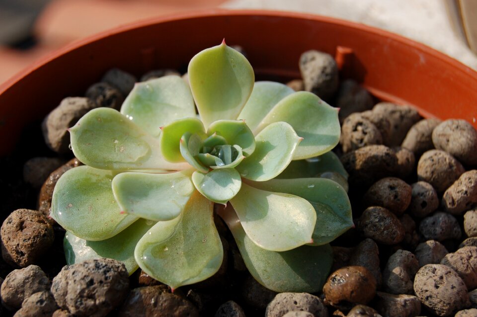 Cactus suculent plant