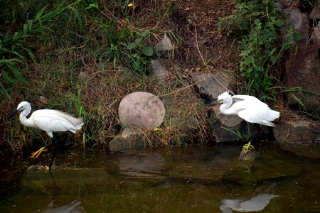 Mating time yellow feet green feet