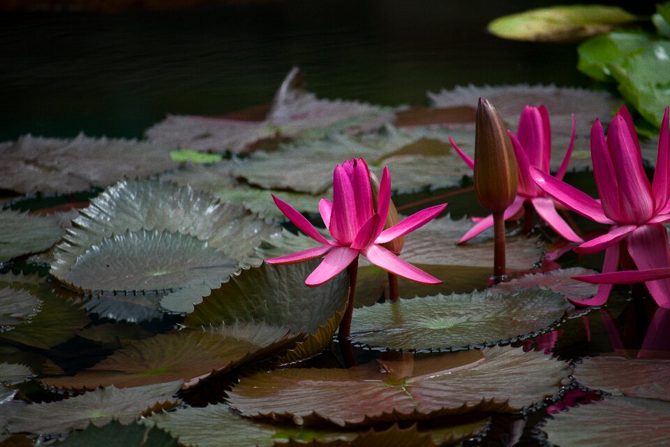 Pond aquatic plant red