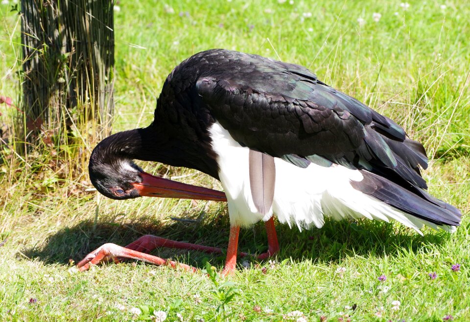 Ciconia nigra tallinn zoo bird