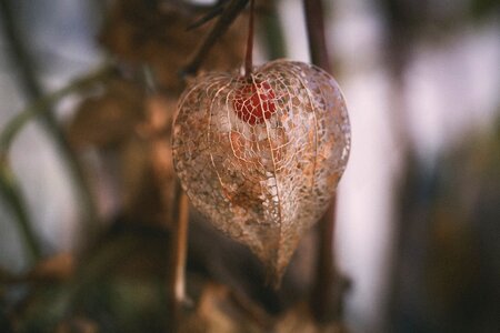 Physalis garden flower
