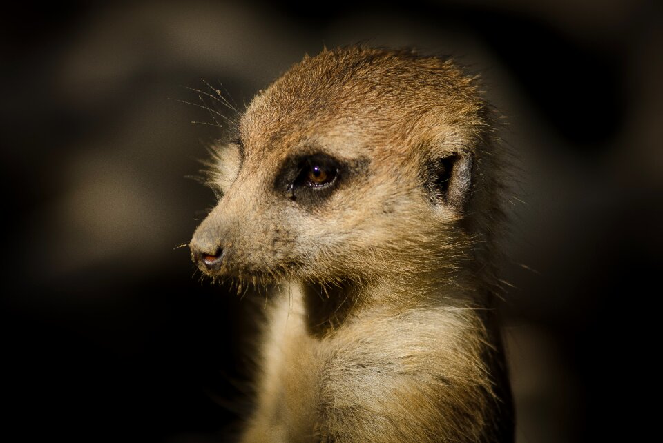 Mouth upright curious