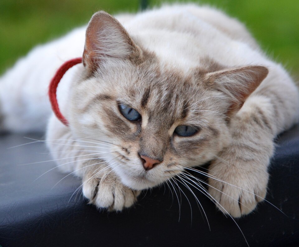 Quiet domestic animal feline photo