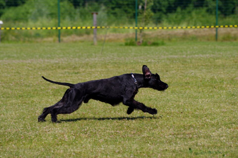 Giant schnauzer running dog
