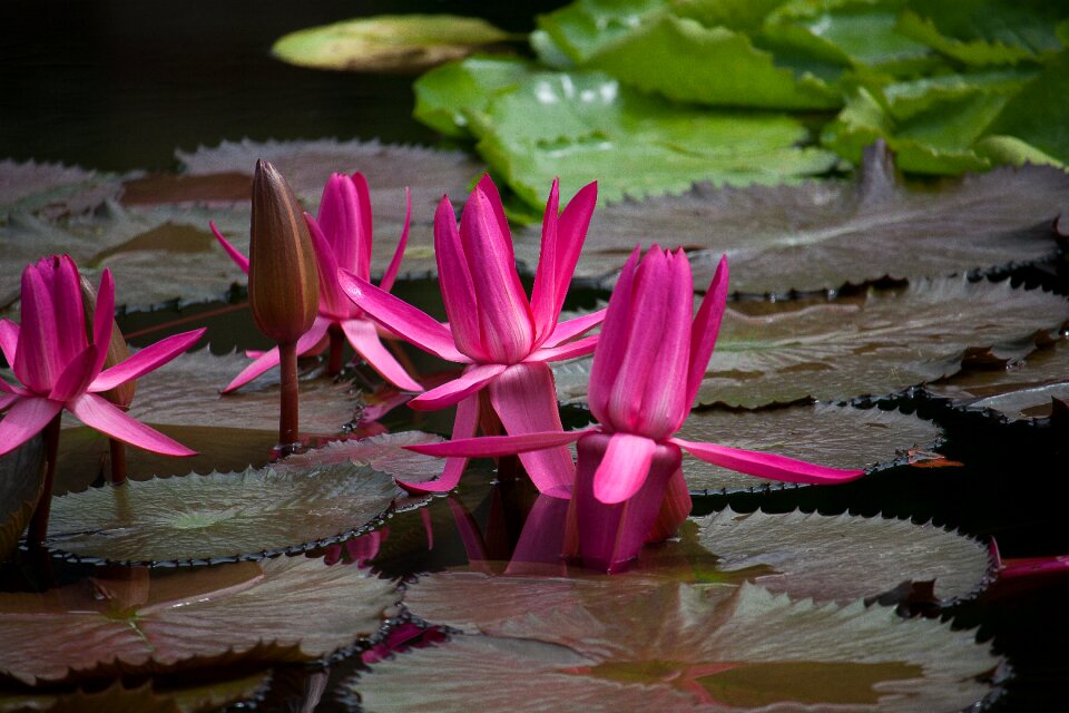 Pond aquatic plant red