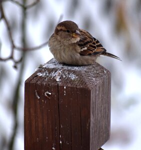 Nature outdoors sparrow photo