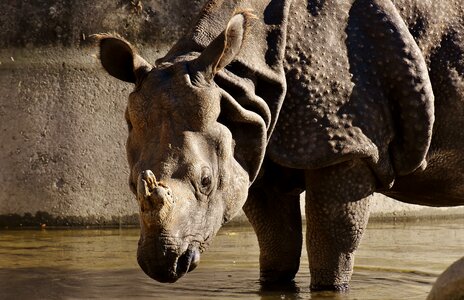 Rhinoceros zoo skin