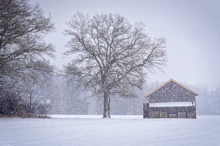 Cold tree snowflakes