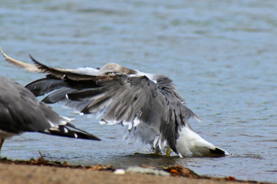Sea gull seagull seabird