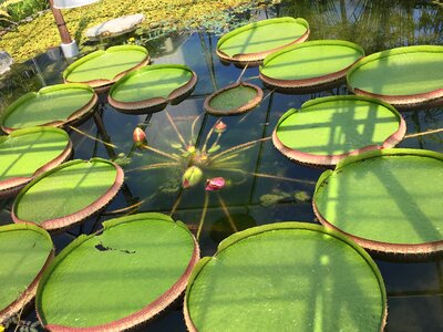 Lotus plant green